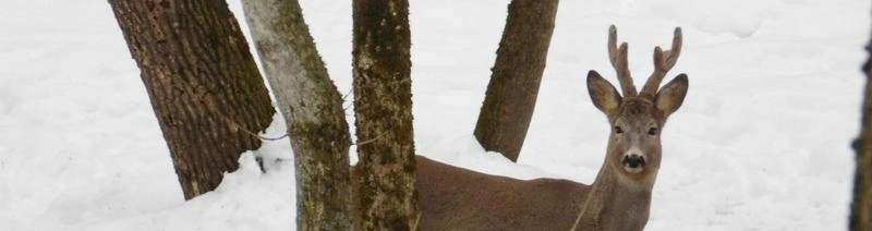 Фото: экоохотнадзор Белгородской области