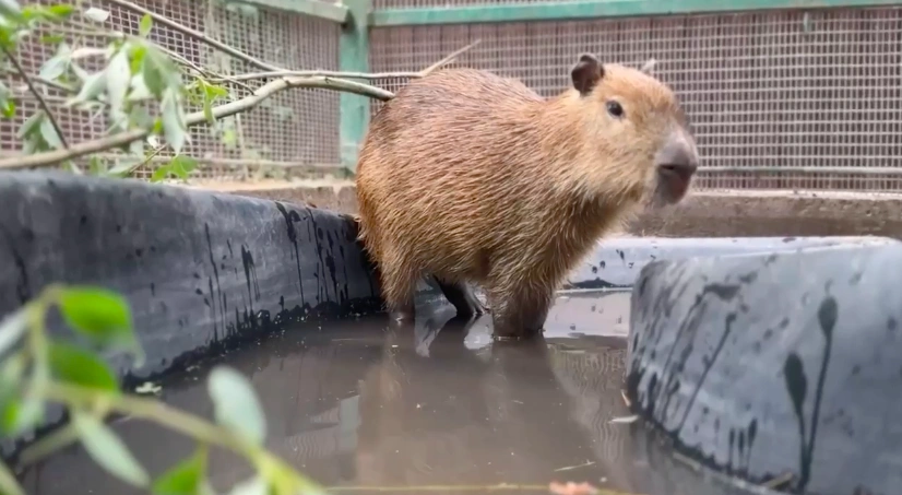 Фото: скриншот из видео Белгородского зоопарка