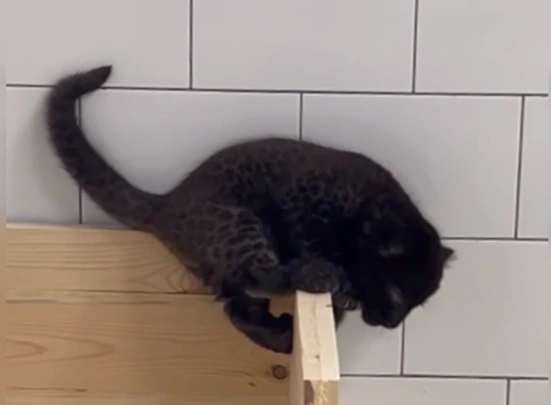 Фото: скриншот из видео в соцсетях Белгородского зоопарка