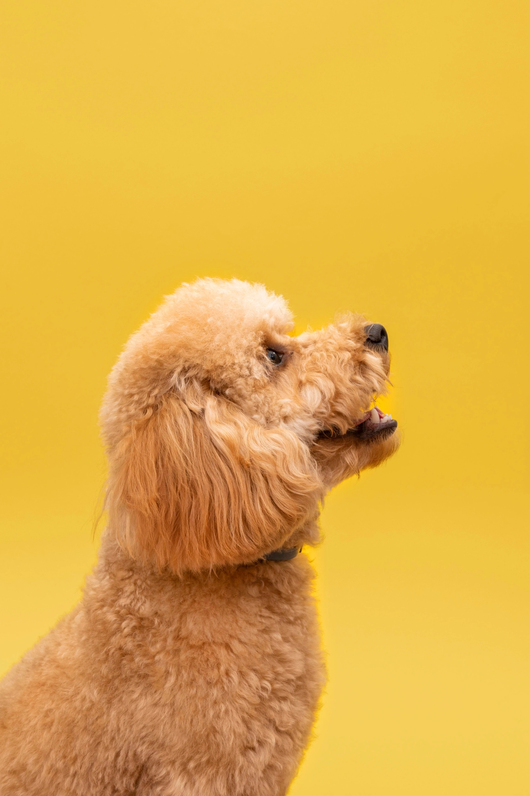 Модный пёсик, груминг Белгород