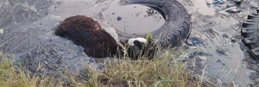 Фото: МЧС Белгородской области