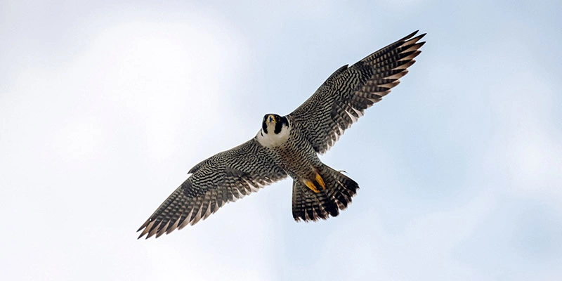 Фото: пресс-служба Банка Уралсиб