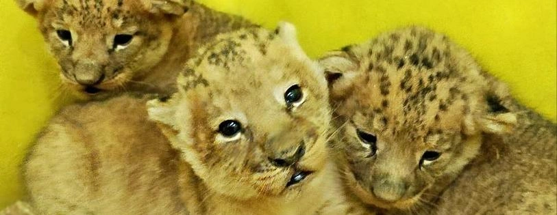 Фото: Белгородский зоопарк