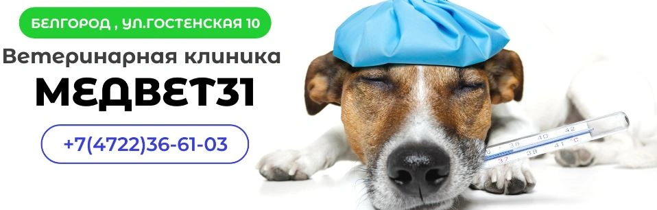 МедВет31, Ветеринарная клиника Белгород 