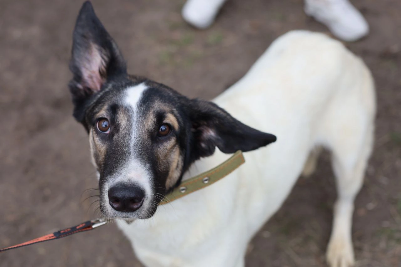 photo1680958851 (2).jpeg