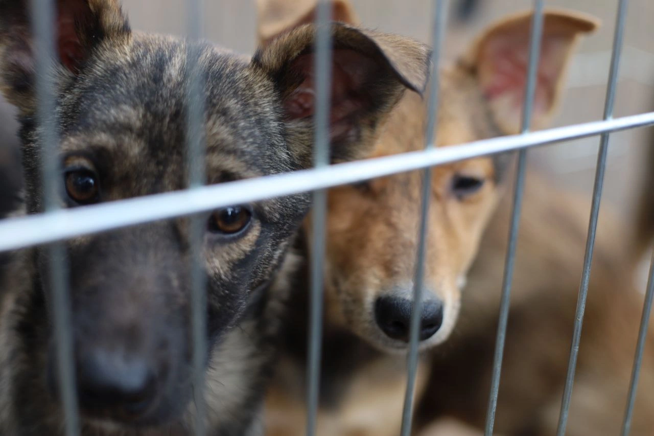 photo1680958851 (3).jpeg