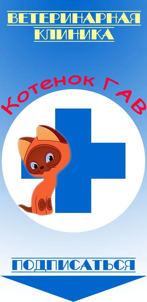 Котенок ГАВ, Ветеринарная клиника Белгород