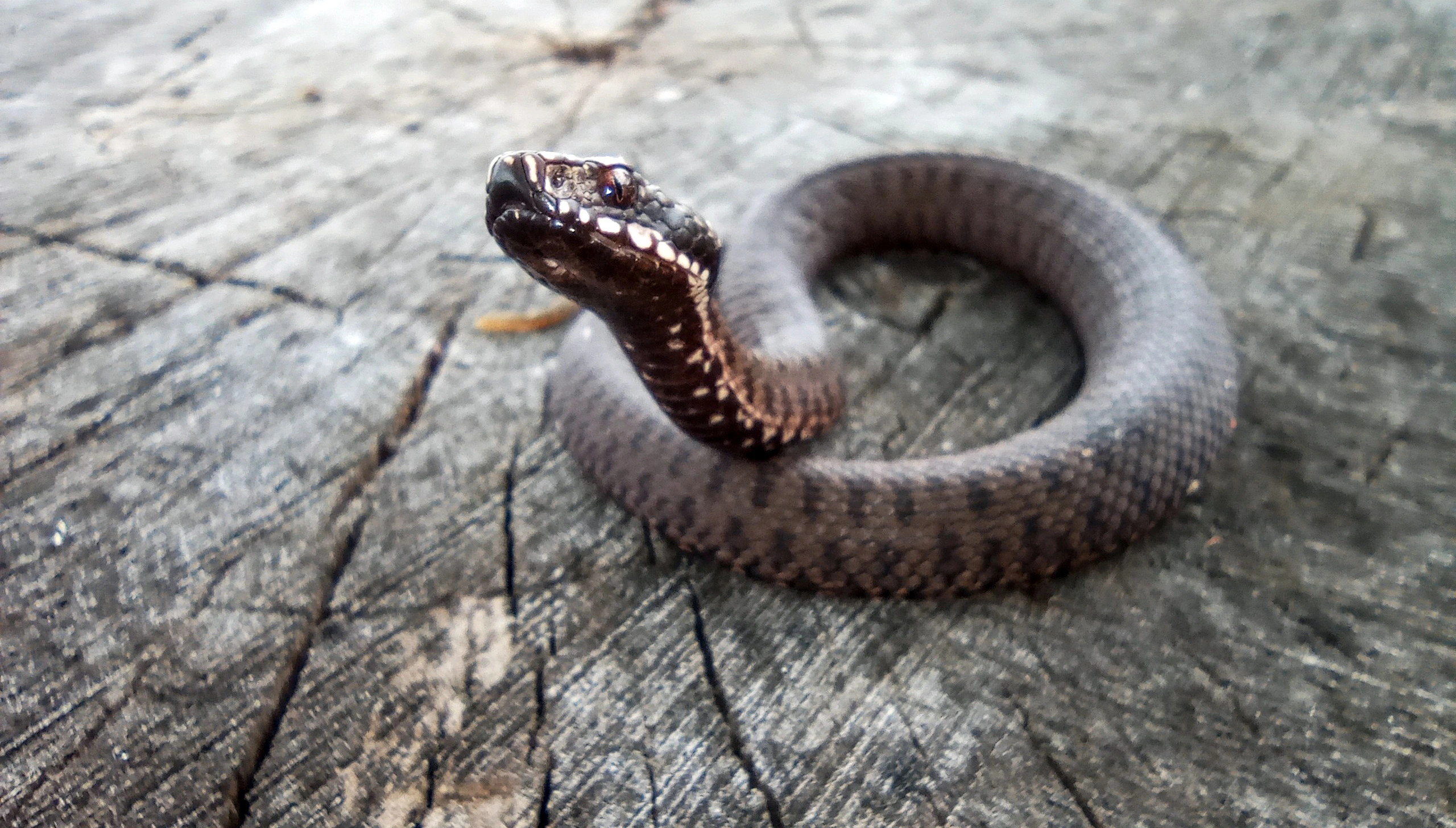 Змея3.jpg Змея3.jpg