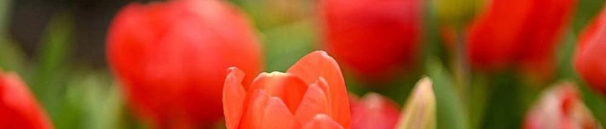 Фото: соцсети администрации Белгорода