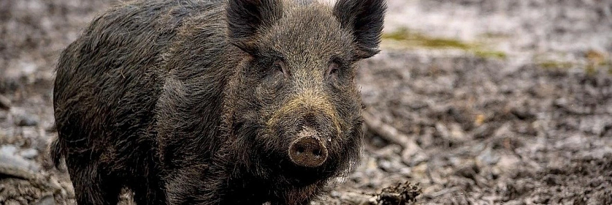 Фото: pixabay.com