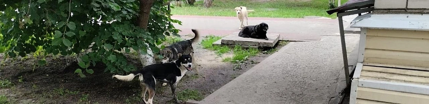 Фото: Роман Шаповалов