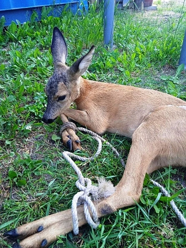 Фото: пресс-служба МЧС
