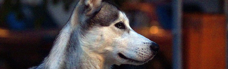 Фото: Сергей Егоров 