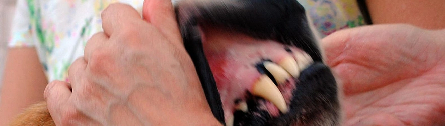 Фото: Сергей Егоров 