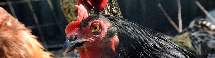 Фото: Сергей Егоров 