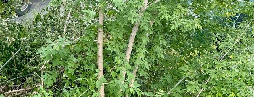 Фото: пресс-служба мэрии Белгорода