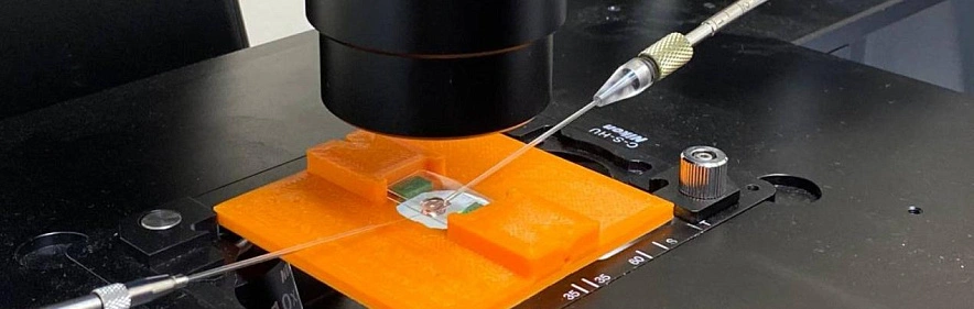 Фото: «Пегасий БелГУ»