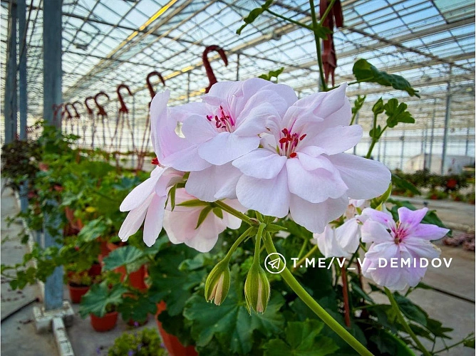 Фото: пресс-служба администрации Белгорода