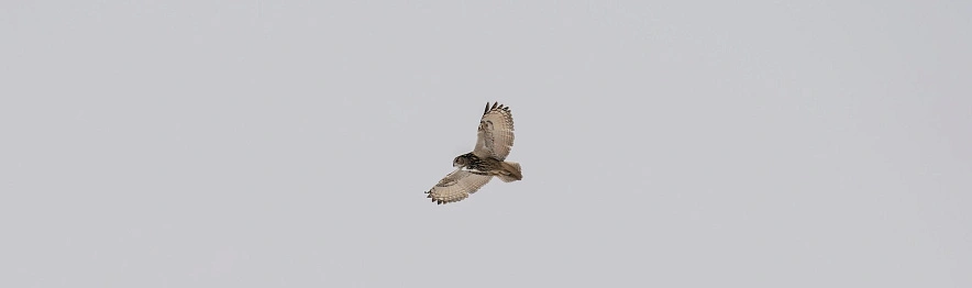 Фото: В. А. Геребкин, сайт заповедника «Белогорье»
