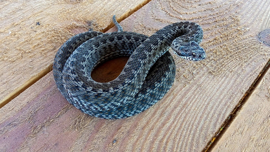 Фото: Анастасия Гладкова