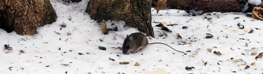 Фото: Виктория Передерий