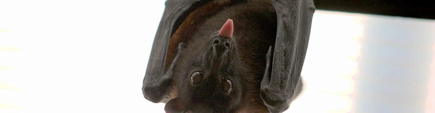 Фото: pixabay.com