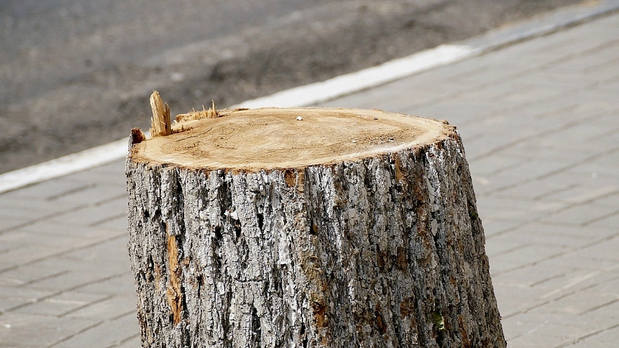 Фото: Сергей Егоров