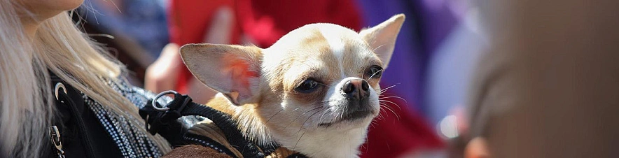 Фото: Антон Вергун