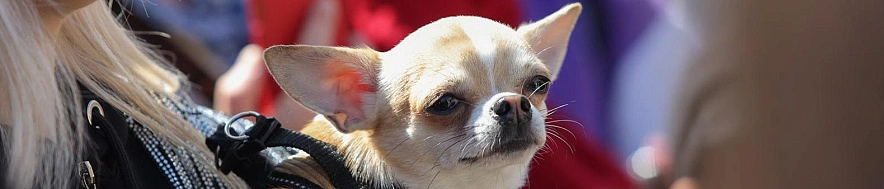 Фото: Антон Вергун 