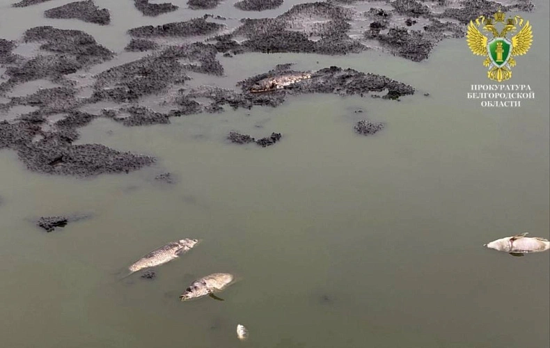 Фото: пресс-служба прокуратуры Белгородской области