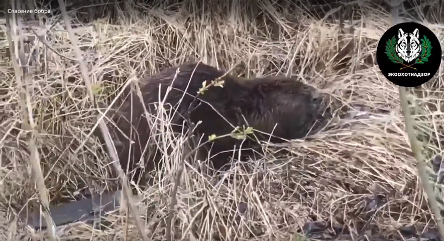 Фото: пресс-служба Экоохотнадзора Белгородской области
