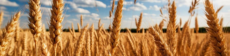 Фото: Шедеврум