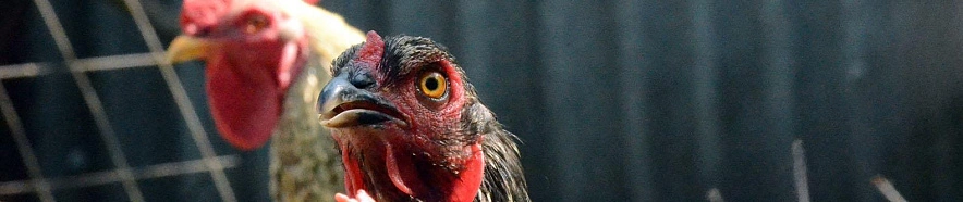 Фото: Сергей Егоров 