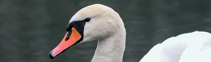 Фото: Александр Лобынцев