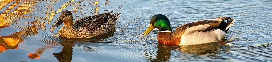Фото: Антон Вергун