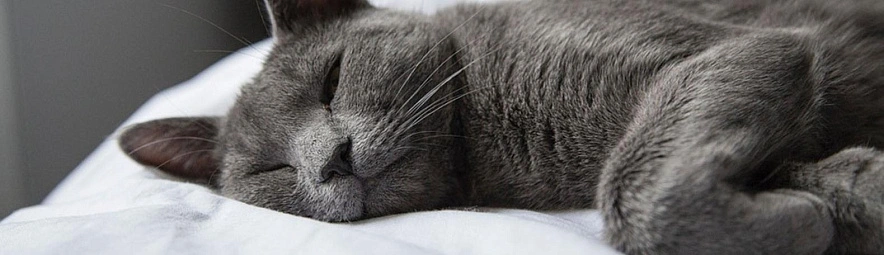 Фото: pixabay.com