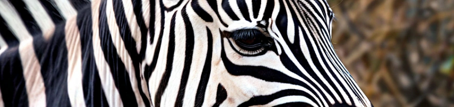 Фото: Шедеврум