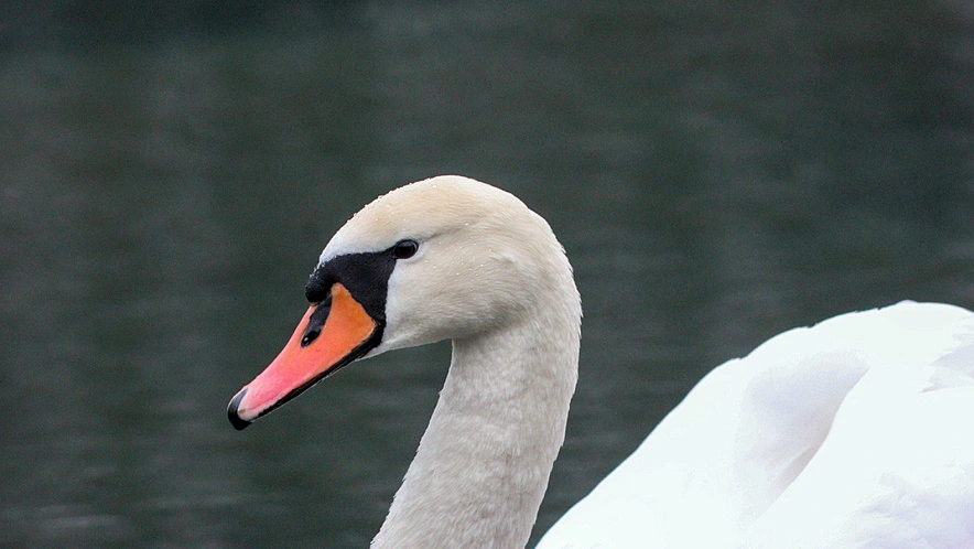Фото: Александр Лобынцев