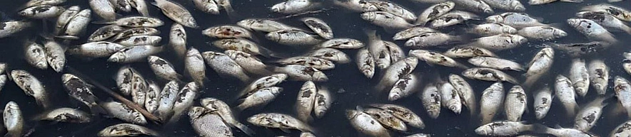 Фото: Антон Вергун 