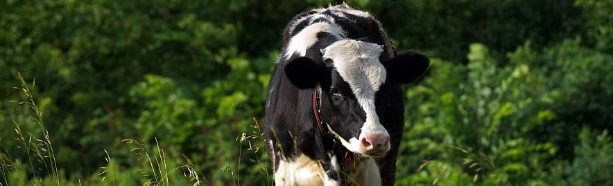 Фото: Сергей Егоров 