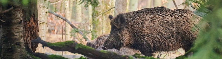 Фото: pixabay.com