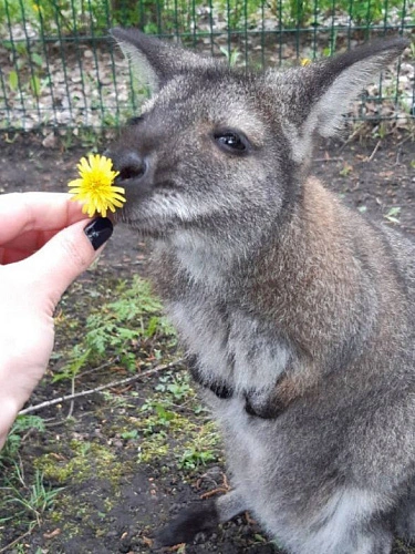 Фото: белгородский зоопарк