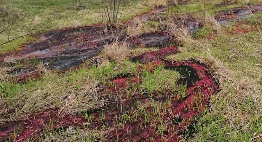 Фото: Фото: скриншот из видео Россельхзнадзора Белгородской области