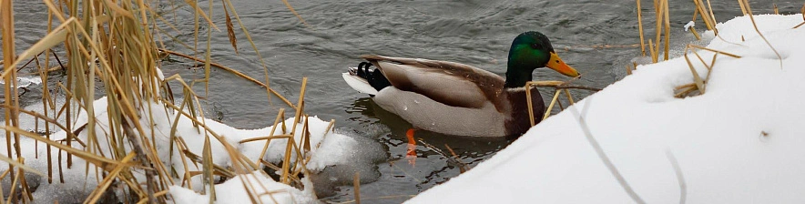 Фото: Антон Вергун