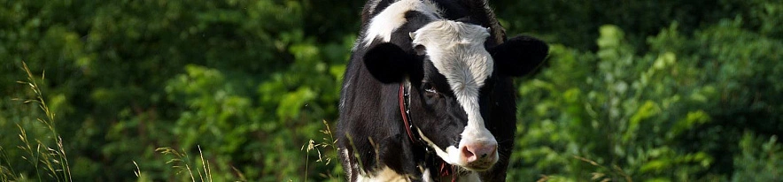 Фото: Сергей Егоров