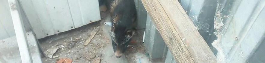 Фото: экоохотнадзор Белгородской области