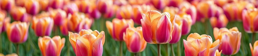 Фото: Шедеврум