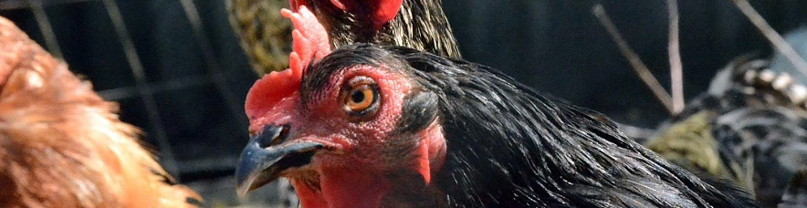 Фото: Сергей Егоров 