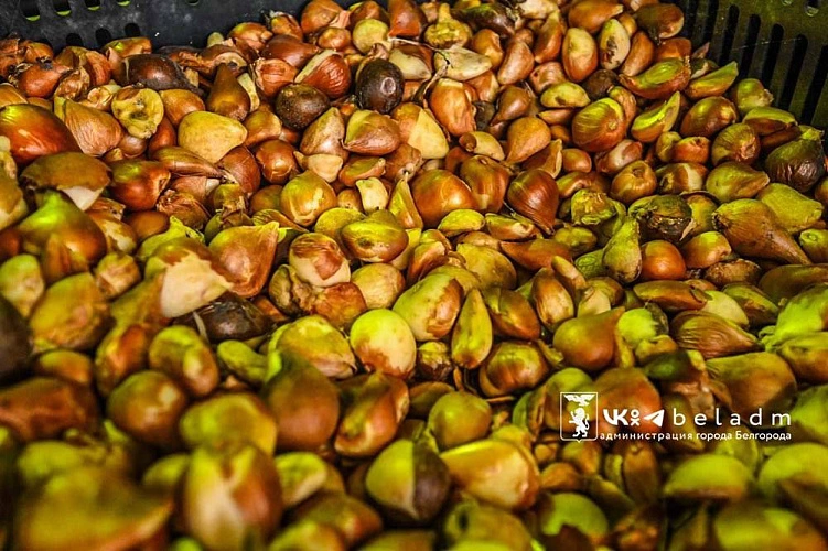 Фото: соцсети администрации Белгорода