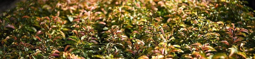 Фото: соцсети администрации Белгорода